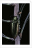Eurythyrea micans (jewel beetle) by Anonymous