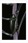 Eurythyrea micans (jewel beetle) by Anonymous