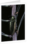 Eurythyrea micans (jewel beetle) by Anonymous