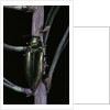 Eurythyrea micans (jewel beetle) by Anonymous