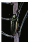 Eurythyrea micans (jewel beetle) by Anonymous