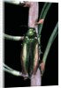 Eurythyrea micans (jewel beetle) by Anonymous