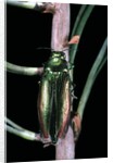 Eurythyrea micans (jewel beetle) by Anonymous