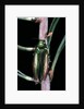 Eurythyrea micans (jewel beetle) by Anonymous