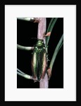 Eurythyrea micans (jewel beetle) by Anonymous