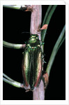 Eurythyrea micans (jewel beetle) by Anonymous