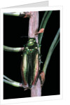 Eurythyrea micans (jewel beetle) by Anonymous