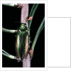Eurythyrea micans (jewel beetle) by Anonymous