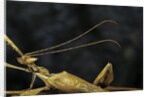 Extatosoma tiaratum (giant prickly stick insect) - male by Anonymous