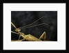 Extatosoma tiaratum (giant prickly stick insect) - male by Anonymous