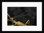 Extatosoma tiaratum (giant prickly stick insect) - male by Anonymous