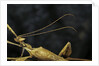 Extatosoma tiaratum (giant prickly stick insect) - male by Anonymous