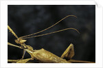 Extatosoma tiaratum (giant prickly stick insect) - male by Anonymous