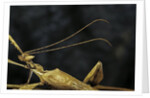 Extatosoma tiaratum (giant prickly stick insect) - male by Anonymous