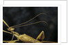 Extatosoma tiaratum (giant prickly stick insect) - male by Anonymous