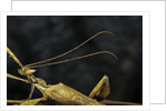 Extatosoma tiaratum (giant prickly stick insect) - male by Anonymous