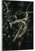 Extatosoma tiaratum (giant prickly stick insect) - mating by Anonymous