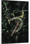 Extatosoma tiaratum (giant prickly stick insect) - mating by Anonymous