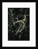 Extatosoma tiaratum (giant prickly stick insect) - mating by Anonymous