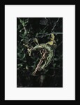 Extatosoma tiaratum (giant prickly stick insect) - mating by Anonymous