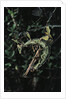 Extatosoma tiaratum (giant prickly stick insect) - mating by Anonymous