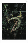 Extatosoma tiaratum (giant prickly stick insect) - mating by Anonymous