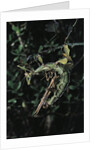 Extatosoma tiaratum (giant prickly stick insect) - mating by Anonymous