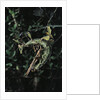 Extatosoma tiaratum (giant prickly stick insect) - mating by Anonymous