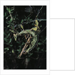 Extatosoma tiaratum (giant prickly stick insect) - mating by Anonymous