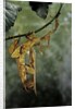 Extatosoma tiaratum (giant prickly stick insect) - mating by Anonymous