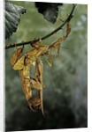 Extatosoma tiaratum (giant prickly stick insect) - mating by Anonymous