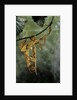 Extatosoma tiaratum (giant prickly stick insect) - mating by Anonymous