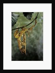Extatosoma tiaratum (giant prickly stick insect) - mating by Anonymous
