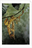 Extatosoma tiaratum (giant prickly stick insect) - mating by Anonymous