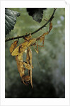 Extatosoma tiaratum (giant prickly stick insect) - mating by Anonymous