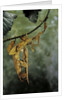 Extatosoma tiaratum (giant prickly stick insect) - mating by Anonymous