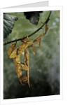 Extatosoma tiaratum (giant prickly stick insect) - mating by Anonymous