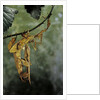 Extatosoma tiaratum (giant prickly stick insect) - mating by Anonymous