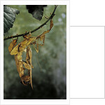 Extatosoma tiaratum (giant prickly stick insect) - mating by Anonymous