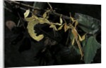 Extatosoma tiaratum (giant prickly stick insect) - male with female by Anonymous