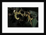 Extatosoma tiaratum (giant prickly stick insect) - male with female by Anonymous