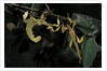 Extatosoma tiaratum (giant prickly stick insect) - male with female by Anonymous