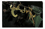 Extatosoma tiaratum (giant prickly stick insect) - male with female by Anonymous