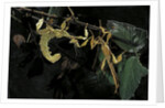 Extatosoma tiaratum (giant prickly stick insect) - male with female by Anonymous