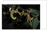 Extatosoma tiaratum (giant prickly stick insect) - male with female by Anonymous