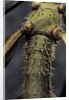 Extatosoma tiaratum (giant prickly stick insect) by Anonymous