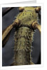 Extatosoma tiaratum (giant prickly stick insect) by Anonymous