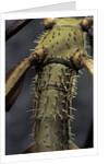 Extatosoma tiaratum (giant prickly stick insect) by Anonymous