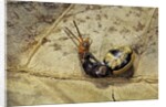 Extatosoma tiaratum (giant prickly stick insect) - hatching by Anonymous
