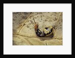 Extatosoma tiaratum (giant prickly stick insect) - hatching by Anonymous